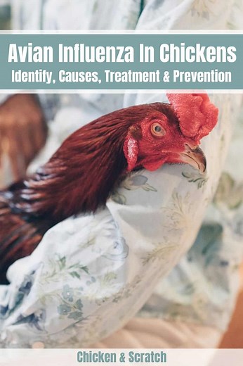 Avian Influenza In Chickens: Identify, Causes, Treatment & Prevention