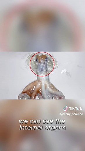 What's Inside an Octopus - Octopus Dissection Part 2#bestvideo #fyp #discovery