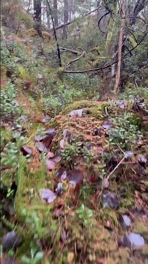 Exploring Deep Forest Path POV (Silent Walk)