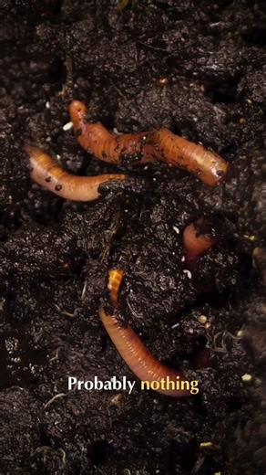 My Worms Escaped the Bin?! (Beginner Mistake?) #shorts