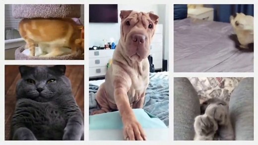 Iams TV Spot, 'Pet Remix'