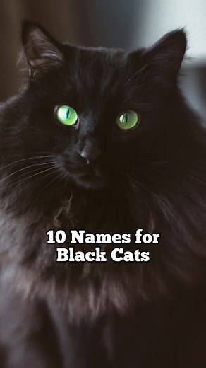 10 Names for Black Cats . . . #cat #cats #catsoftiktok #catlover #catnames #blackcat #blackcats #black . . . Cat lovers cats black cat name names cute adorable family pet best friend pet care