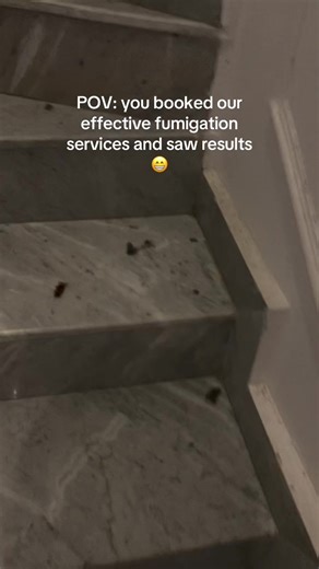 Effective Fumigation Services for Cockroaches and Rats