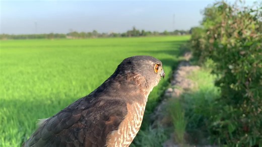 Phản ứng nhanh#sparrowhawk #falconry
