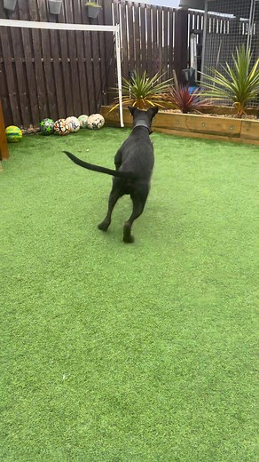 Learning a lurcher to retrieve from a young age is essential , not many people do , some dogs do it naturally some run the opposite way when they catch something, can’t beat bringing a pup on and seeing all the hard work paying off when there old enough to work #lurcher #workingdog #6monthsold #60k | Yorkshire ferreting and lamping