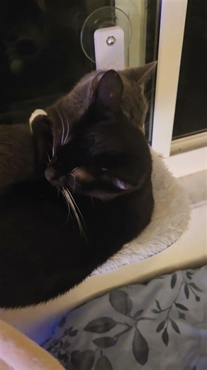 Suction Cup Cat Windows