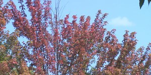 2 TN destinations ranked among best in US for fall foliage