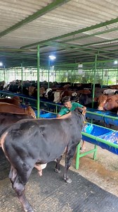 986K views · 11K reactions | Sapi siap kurban Nusaqu #sapi #cow #bull | Revan Dolan Kandang | Facebook