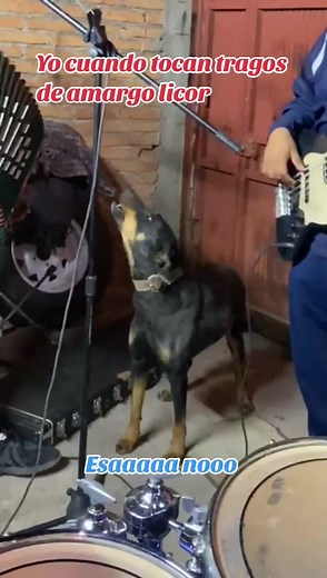 Ramon Ayala Acordeon Musica: Tragos Amargos y Exitos