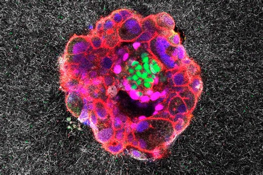 Groundbreaking video captures hidden moment of human fertility | BBC Science Focus Magazine