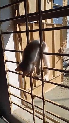 What a Clever Cat It Is | Smart Cat Tricks and Funny Moments