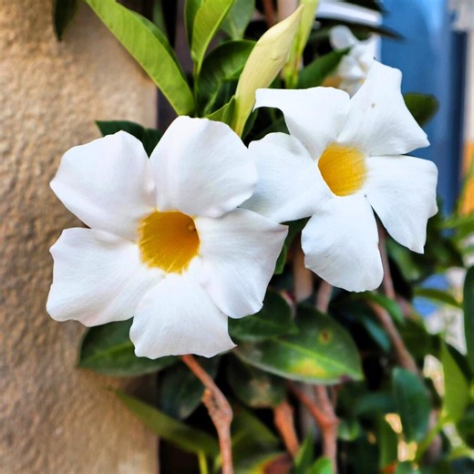 Chilean Jasmine Seeds Mandevilla Laxa White Flower Climbing Garden Vine - Etsy