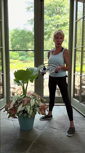 Use a Plant Caddy for your Heavier Indoor Plants and Your Body Will Thank You