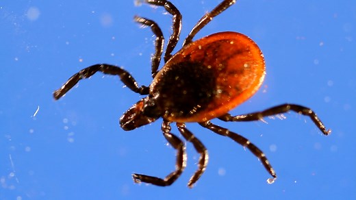 16K views · 106 reactions | Keep yourself safe this summer by understanding the dangers that ticks present to humans and animals alike. | MLive.com | Facebook