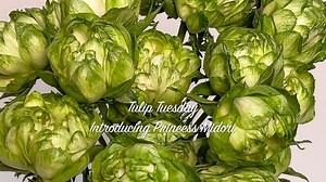 Here's a fun new flower introduction, a green spray rose called Princess Midori. They add a lot of visual interest to any design -- some say they look like Brussel sprouts or little cabbages. In this Tulip Tuesday How-To Video Leanne gives you care & handling tips so these little beauties look their best. Enjoy! | Floral Design Institute
