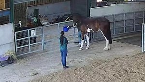 Today we had Jen from The Equine Method visit to work with us on some training for our Shire horse, Buddy. Jen began showing me how to teach Buddy to comfortably consent to having his legs and feet handled. We’re using a clicker to mark the correct behaviour, followed by a food reward—perfect for Buddy, who is highly food motivated. In this clip, you can see Buddy standing calmly at liberty, without any restraint. I’m able to walk around him, run my hand down his back leg, and with the cue “up,”