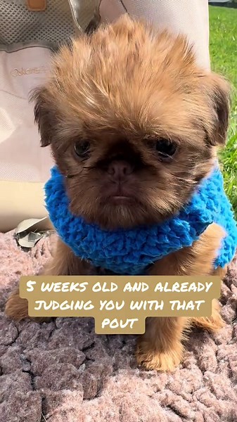 Meet Our Adorable 5-Week-Old Puppies