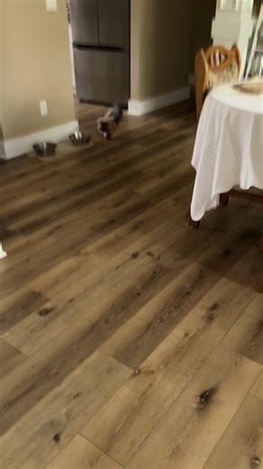 The Charming Personality of Yorkshire Terriers