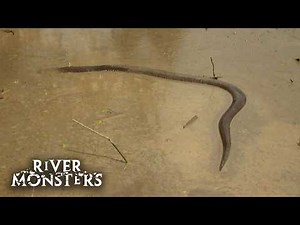 Electric Eels, Stingrays and Shark-like Wolf fish in the Amazon | River Monsters