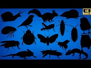 Guess the Shadow of Small Animals | Fun Tiny Animal Shadow Quiz