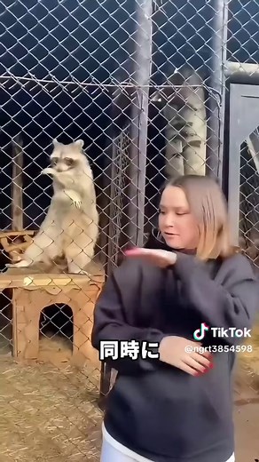 アライグマの興味深い生態と特徴