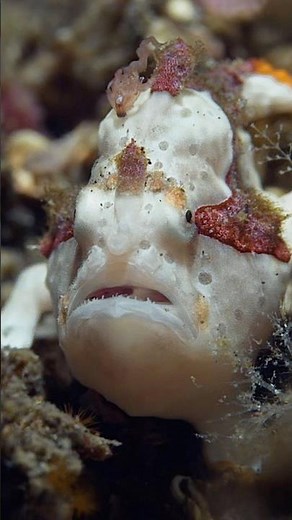The incredible hunting technique of the painted frogfish #Frogfish #NusaPenidaDiving #UnderwaterLife