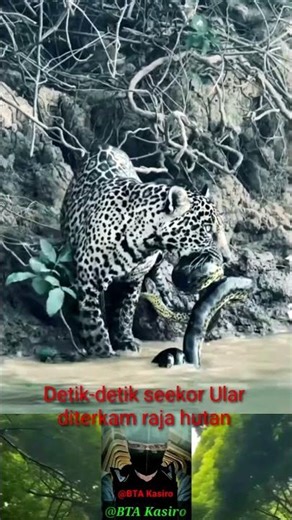A snake was attacked by a jaguar #snake #phyton #youtubeshort