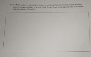 A DNA molecule consists of two strands of polynucleotides attac... | Filo