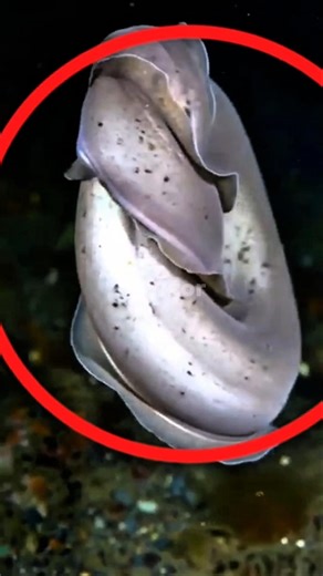Why You NEVER Touch This Slime Eel! 😱"