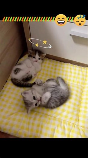 cute kittens playing on the bed 😴 #cute