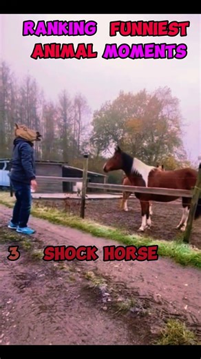 Ranking Funniest Animal Moments #funny #funnyshorts
