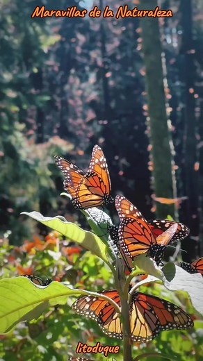 Maravillas de la Naturaleza: Mariposas en Vuelo