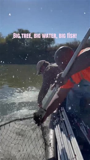 Giant Missouri River Flathead Catfish Caught