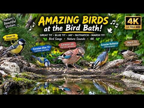 AMAZING BIRDS at the Bird Bath! 🌿 Great Tit, Blue Tit, Jay & Nuthatch | 4K Nature Sounds