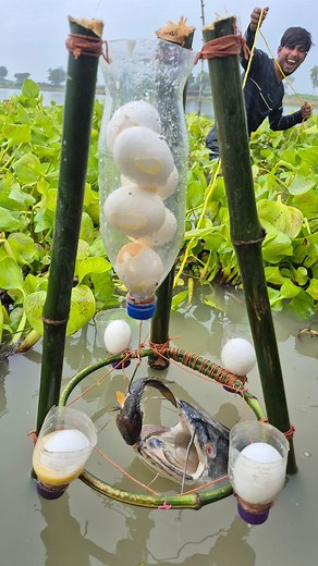 Unbelievable trapped fishing system #fish_video #trap #fishing | Discovery Site