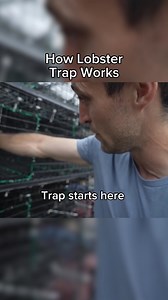 Here’s how a lobster trap really works, most lobsters climb right back out. Save this if you learned something new about how we actually catch ‘em #maine #interesting #fishing #seafood #commercialfishing #lobster #lobsterfishing | Jacob Knowles