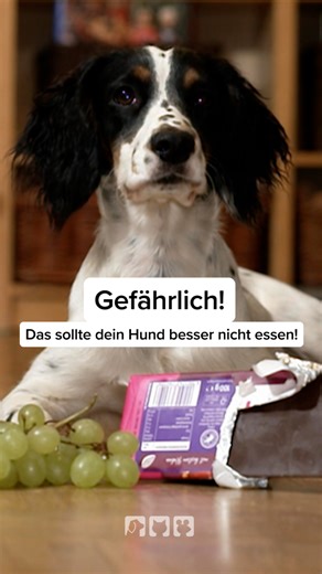 VOX Tierformate on Instagram: "Ob süß oder salzig, Gemüse oder Obst… Nur weil etwas für uns Menschen verträglich ist, muss das nicht automatisch für unsere Hunde gelten. Dass Schokolade für sie sogar giftig ist, haben die meisten schon einmal gehört. Aber was ist mit anderen Lebensmitteln wie Chips, Nüssen, Avocado oder Möhren? Was ist für Hunde eine gute Nahrungsergänzung, was vertragen sie gar nicht und was ist sogar lebensgefährlich? hundkatzemaus-Moderatorin Kate Kitchenham sortiert zusammen