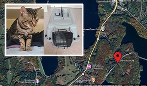 Cat Dumped In Carrier Near Reservoir In NY: Woman Arrested For Animal Cruelty, SPCA Says