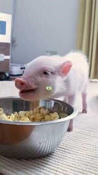 “Before adopting a mini pig… LOOK AT THIS”