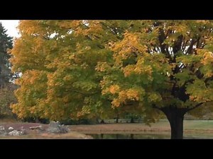 Sitar Samrat Nikhil Banerjee: Raga Malkauns: Tabla: Shri Samir Chatterjee