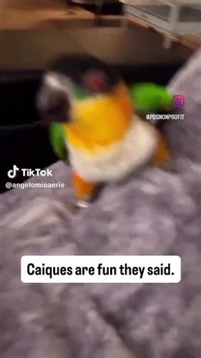 Caique Parrot Attacks Human | Funny & Surprising Parrot Moment