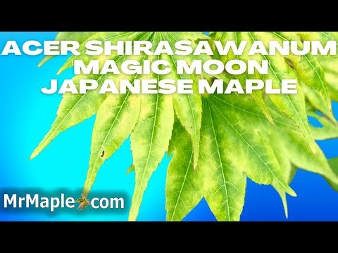 Acer shirasawanum 'Magic Moon' | Full Moon Japanese Maple | MrMaple Clips