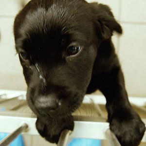 5.7K views · 371 reactions | Guide dog puppies don't stop, even when you've lost an hour in bed this morning ⏰ [Short video showing a young guide dog puppy wriggling around in excitement and then moves up to camera] | Guide Dogs UK | Facebook