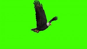 Eagle Flying On Green Screen Stock Footage Video (100% Royalty-free) 1067629244 | Shutterstock