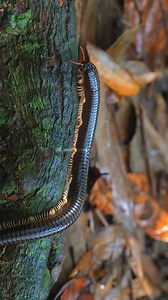 Large Millipede Crawling Wincent 966X5 #nature #wildlife #insect | HAWI Studios