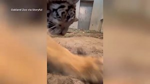 A tiger cub named Lily brought out her inner kitten when it playfully pawed at a feather, footage from California’s Oakland Zoo shows. | KIRO 7 News