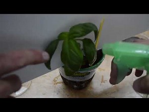 Inoculation of leaves with fungi