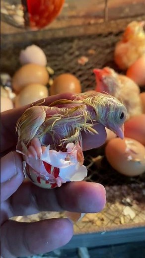 Fabulous baby chicken hatching #shorts