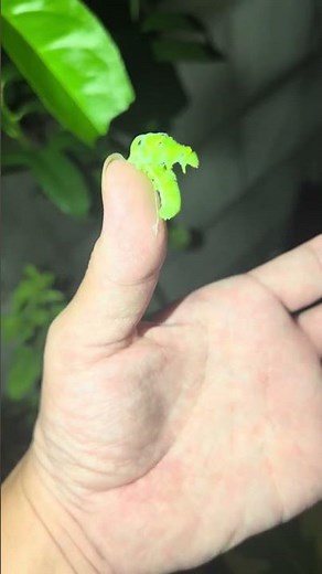 庭木によく産みつけられて育つアゲハ蝶の幼虫。虫苦手だけど木の手入れのために虫さんちょっと移動。触った感じ、ふにふにしてる。可愛い😌