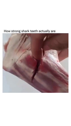 Detailed Explanation on Instagram: "Ancient islanders once crafted weapons and tools using real shark teeth, and for good reason. Shark teeth are naturally serrated and incredibly sharp, capable of slicing through flesh and bone with ease. This handmade tool perfectly demonstrates the cutting power behind a shark’s bite, giving us a glimpse into the true strength of one of the ocean’s most efficient predators. DM for credit/ removal"